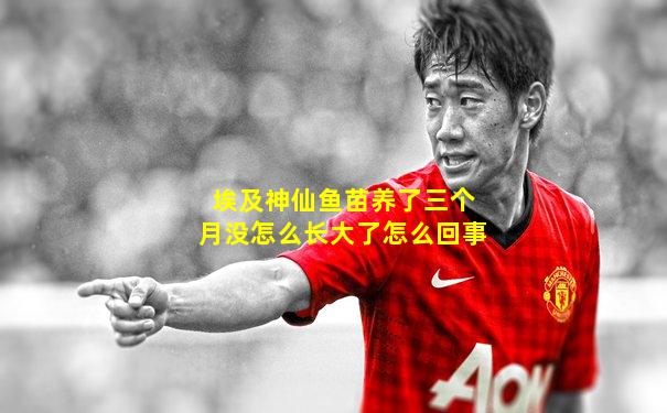 埃及神仙鱼苗养了三个月没怎么长大了怎么回事